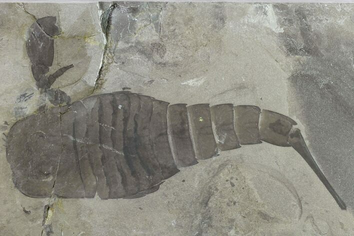 6.9" Eurypterus (Sea Scorpion) Fossil - New York